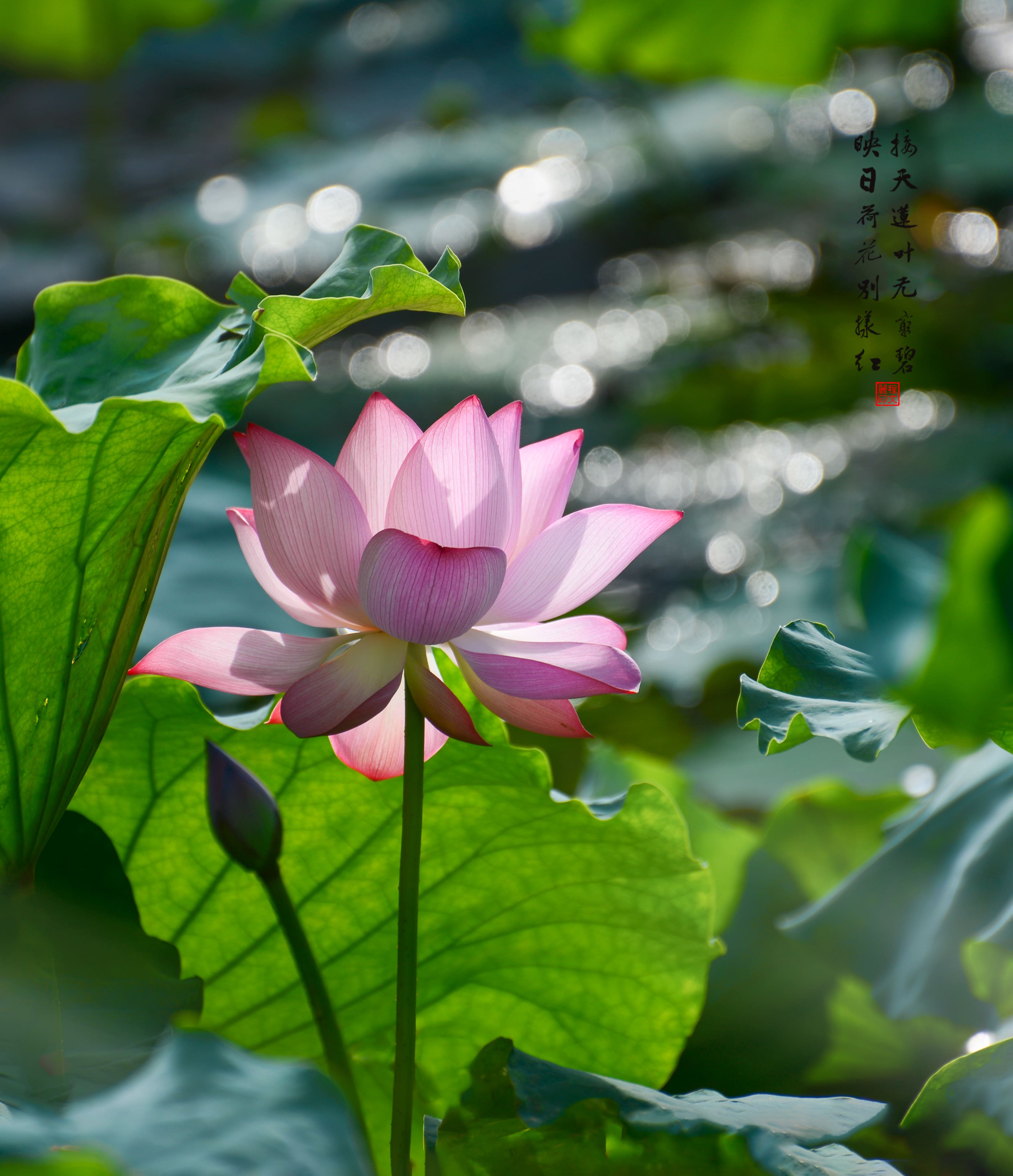 莲韵流光