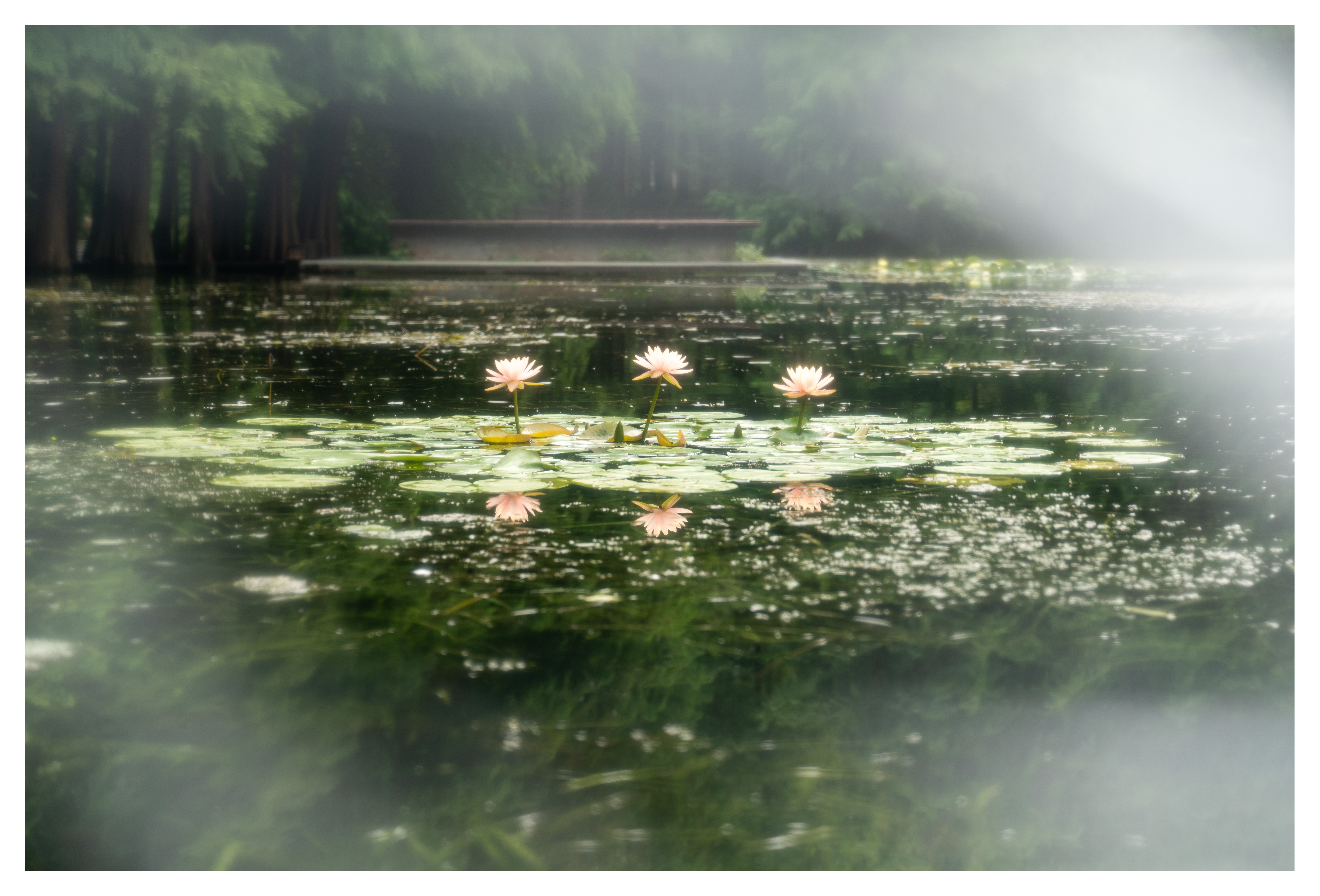 《雾涧莲影》