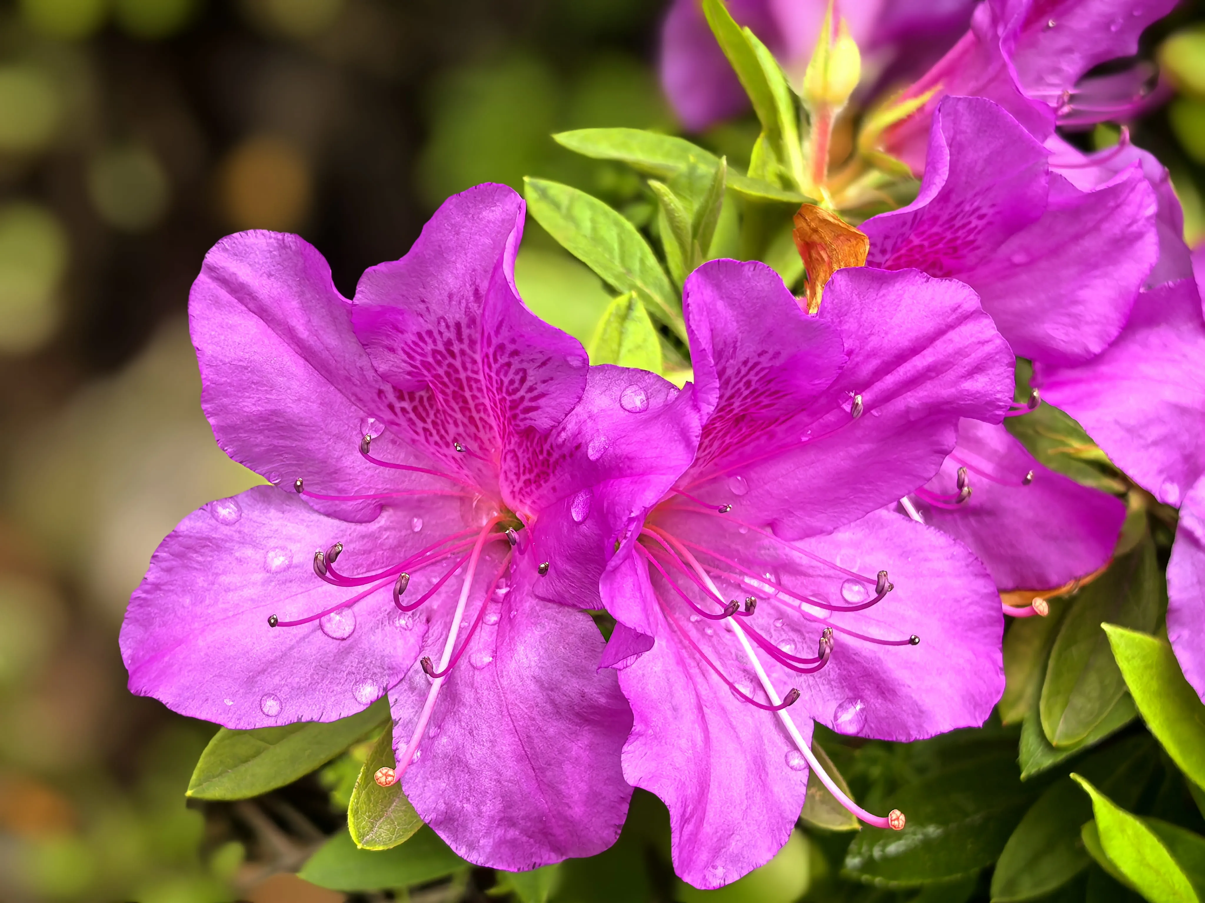 雨后的杜鹃花