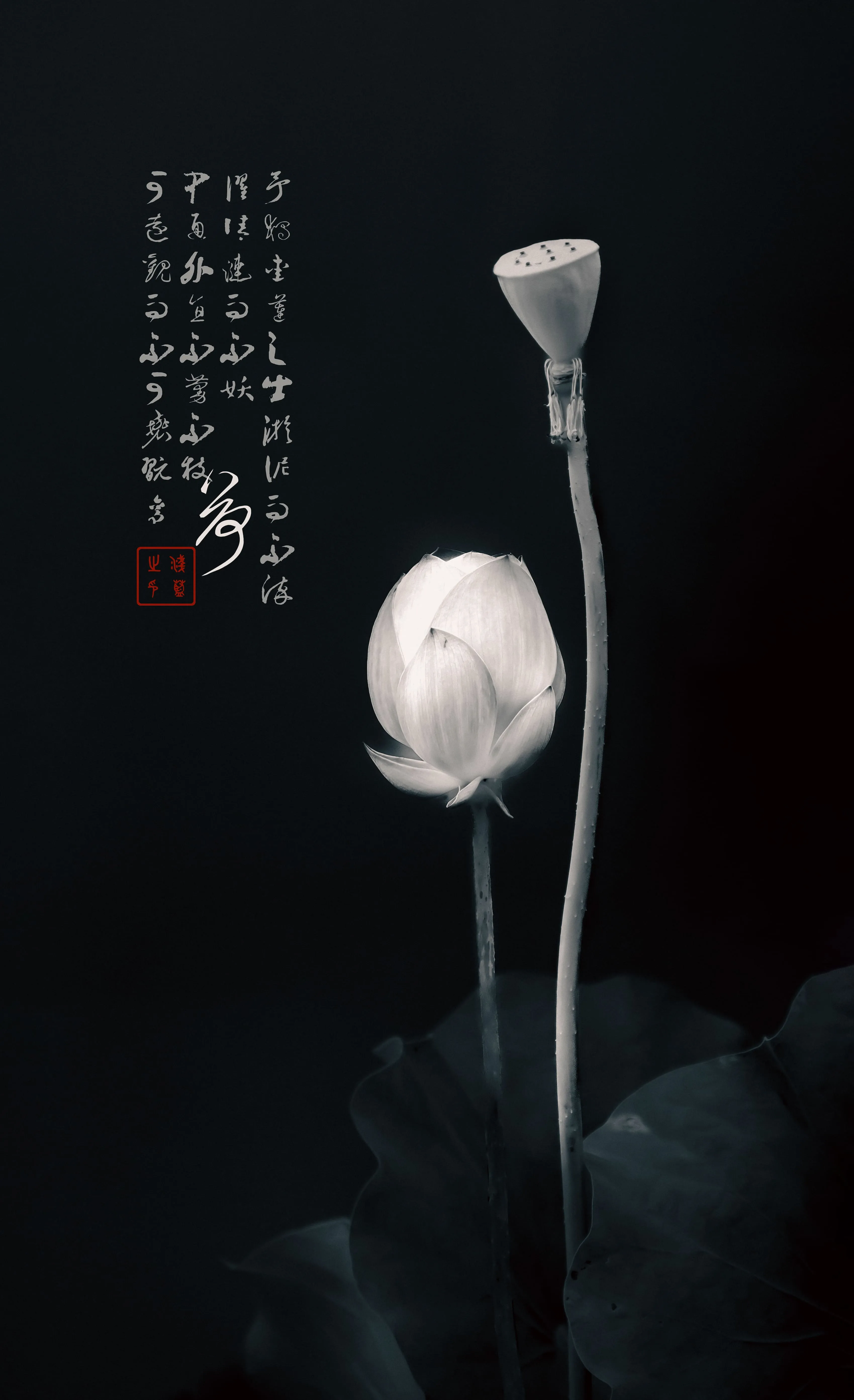 荷韵